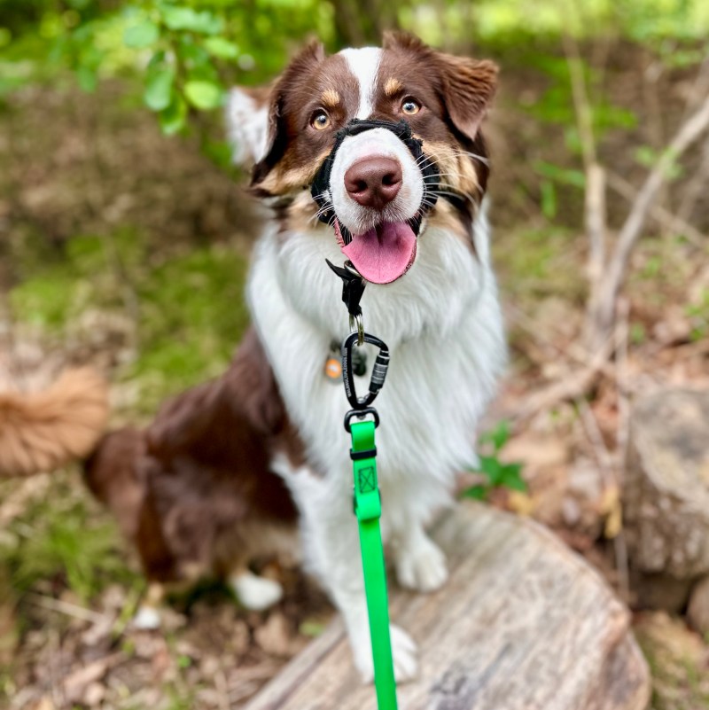 Blitz smiles eagerly while on a walk.