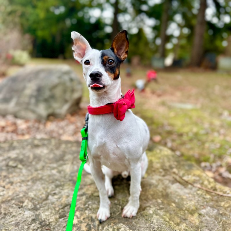 Milos sticks his tongue out for a photo in a park. He is wearing a red scarf.