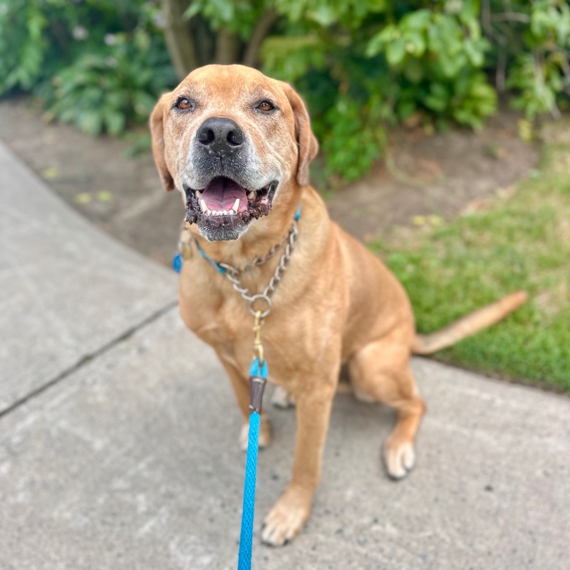Odin smiles in a park