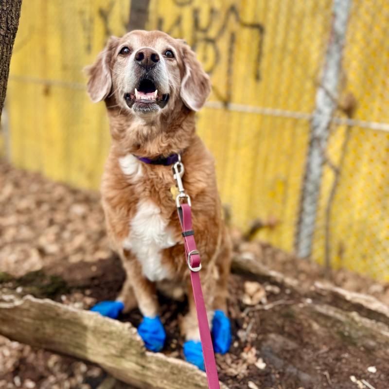Penny sits and poses for a photo in a forested park in winter.