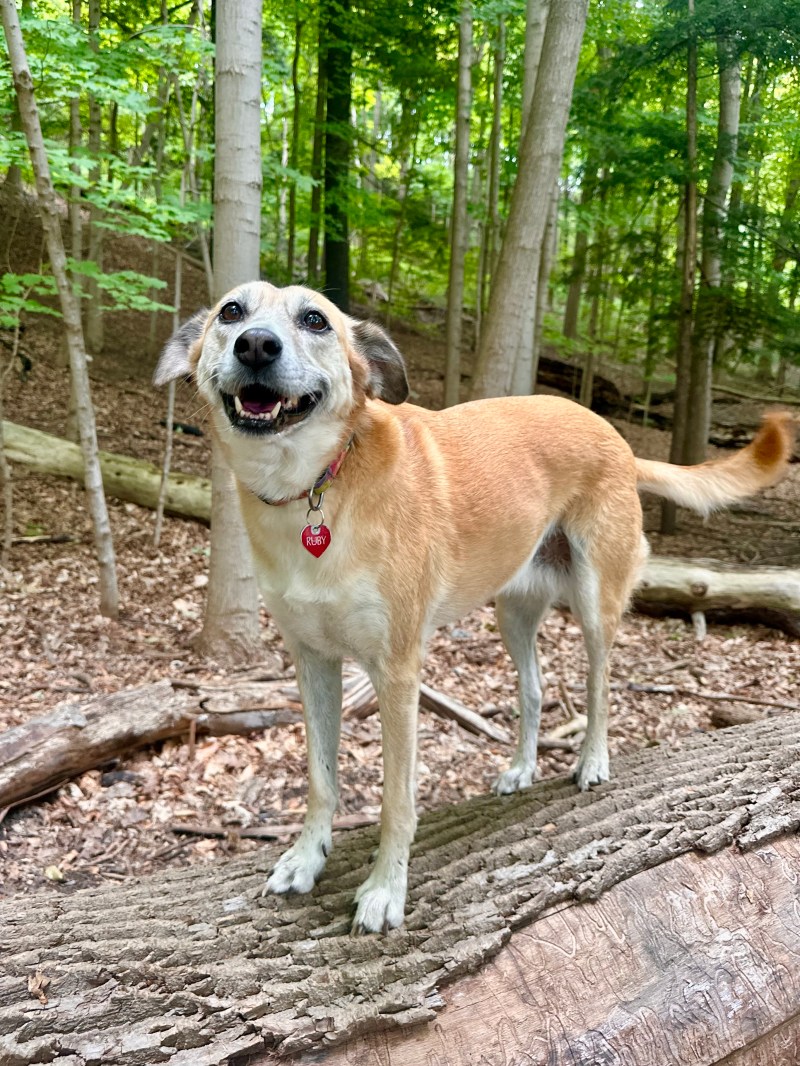 Ruby smiles with droopy ears and a wagging tail in a forested park.