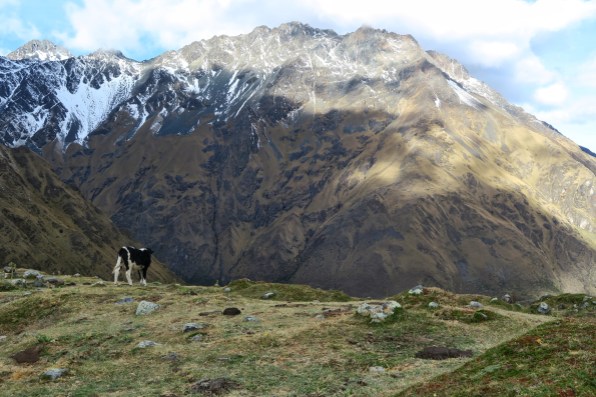 Lunch with a view #cow