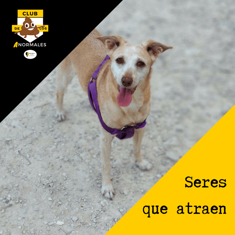 Seres que atraen