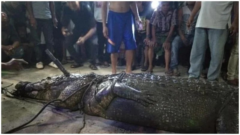 Berita viral terbaru: Penangkapan buaya besar oleh pawang