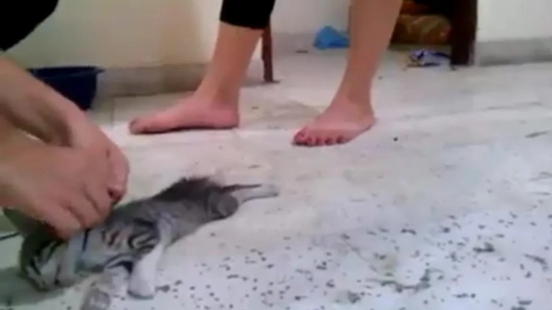 Berita viral terbaru: penganiayaan kucing, viral penganiayaan kucing, kucing diinjak hingga mati