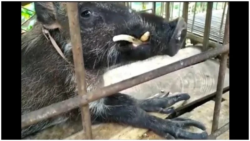 berita viral terbaru: babi berkaki aneh