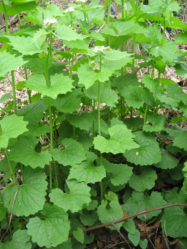 » garlic mustard