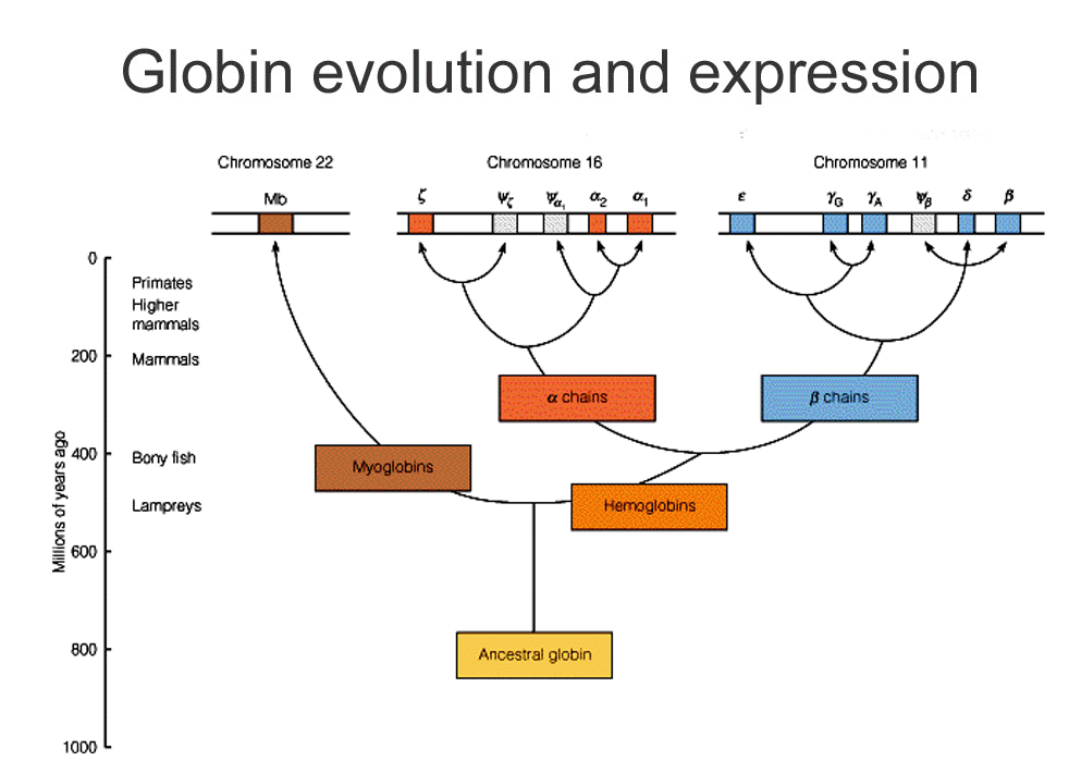Answer the following questions as you proceed through the activity slides. Phylogenetic Trees