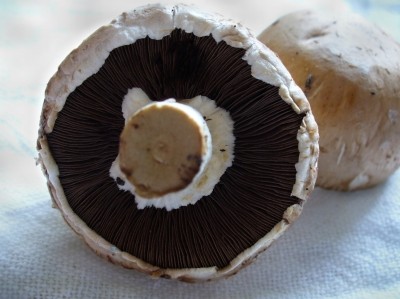 Reife avocados sind schmackhaft und gesund. Wie lange kann man Champignons essen?