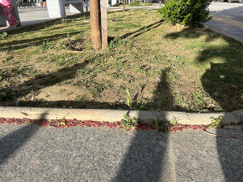 Θ. ΜΠΙΖΙΟΣ: ΠΡΟΚΛΗΤΙΚΗ Η ΑΔΙΑΦΟΡΙΑ ΤΗΣ ΔΗΜΟΤΙΚΗΣ ΑΡΧΗΣ ΕΛΑΣΣΟΝΑΣ ΓΙΑ ΤΟ ΠΑΡΚΟ ΒΑΡΟΣΙΟΥ