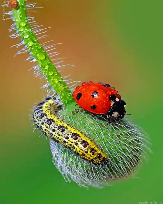 Ladybug Insects Paint by Number Kit