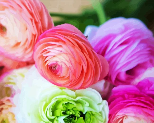 Ranunculus Roses Paint by Number Kit