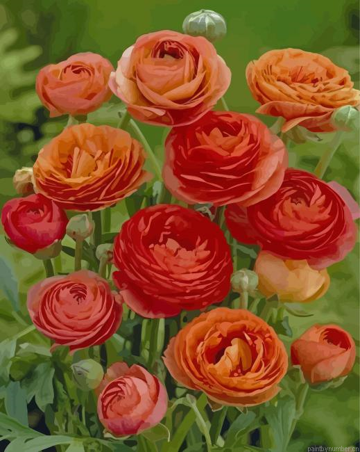 Red And Orange Ranunculus Painting By Numbers.png