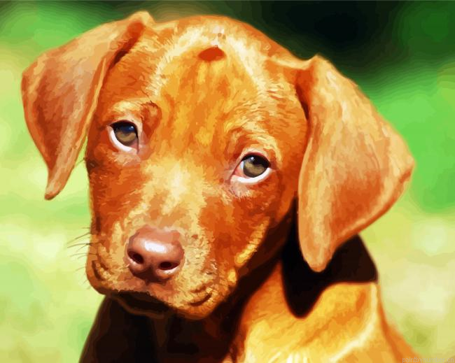 Rhodesian Ridgeback Puppy Paint by Number Kit