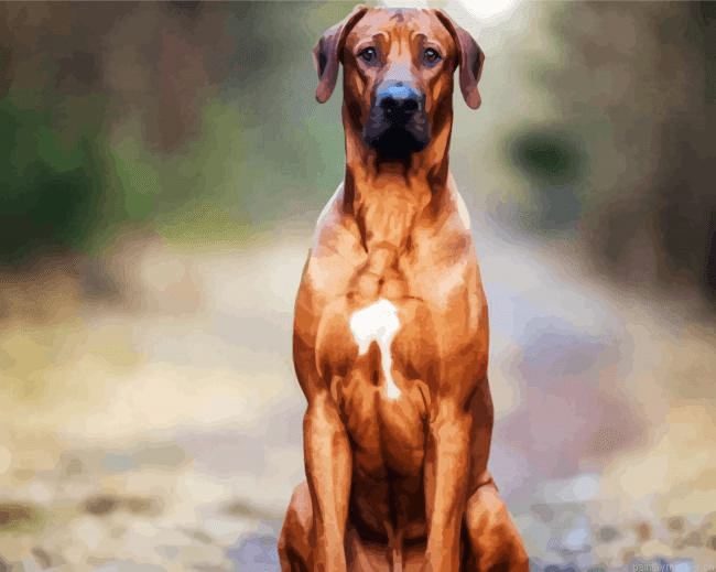 Strong-Rhodesian-Ridgeback-Painting-By-Numbers.png Strong Rhodesian Ridgeback Painting By Numbers.png