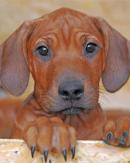 Brown Rhodesian Ridgeback Painting By Numbers.jpeg