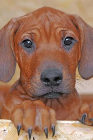 Brown Rhodesian Ridgeback Painting By Numbers.jpeg
