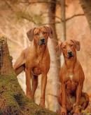 Cute Rhodesian Ridgeback Painting By Numbers.jpeg