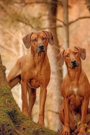 Cute Rhodesian Ridgeback Painting By Numbers.jpeg