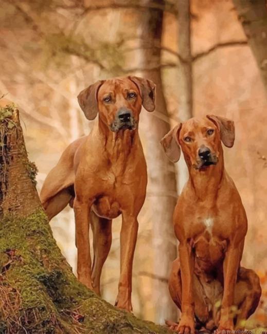 Cute Rhodesian Ridgeback Paint by Number