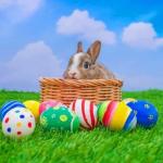 Easter Rabbit Paint By Number.jpeg