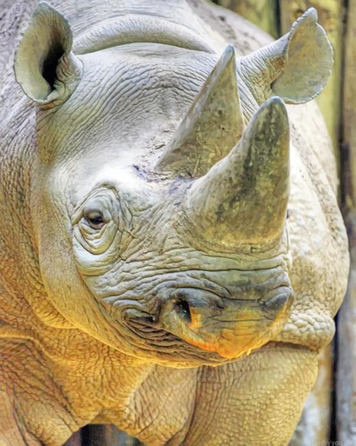 Grey Rhinoceros Color By Numbers.jpeg