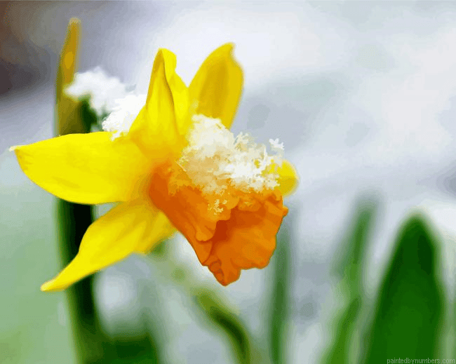Beautiful Spring Flower In Snow Paint by Numbers Kit