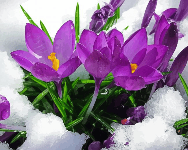 Spring Flower In Snow Paint by Numbers Kit