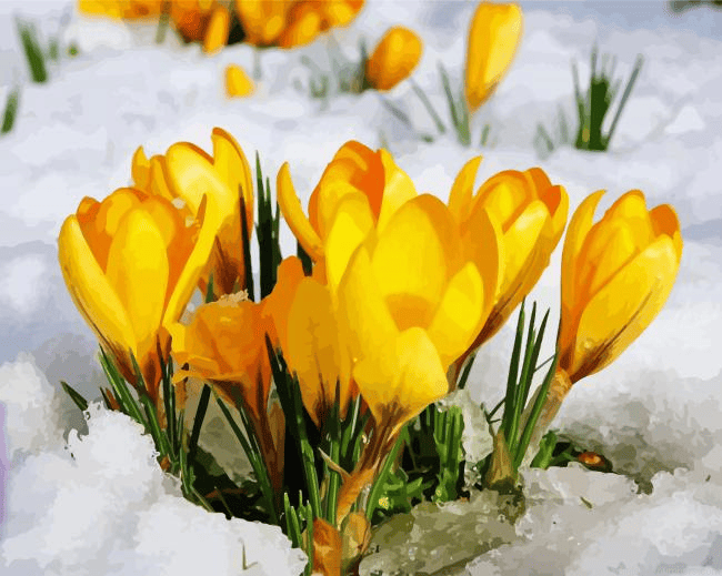 Yellow Spring Flower In Snow Painting By Numbers.png