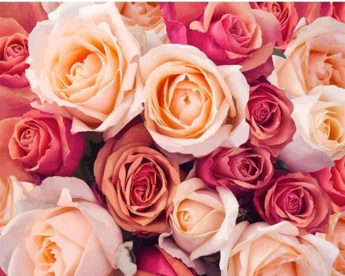 Blooming Roses Painting by Numbers