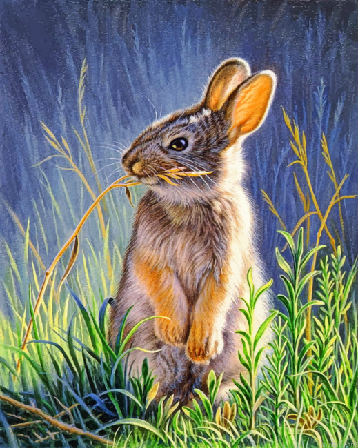 Bunny Rabbit Painting by Numbers