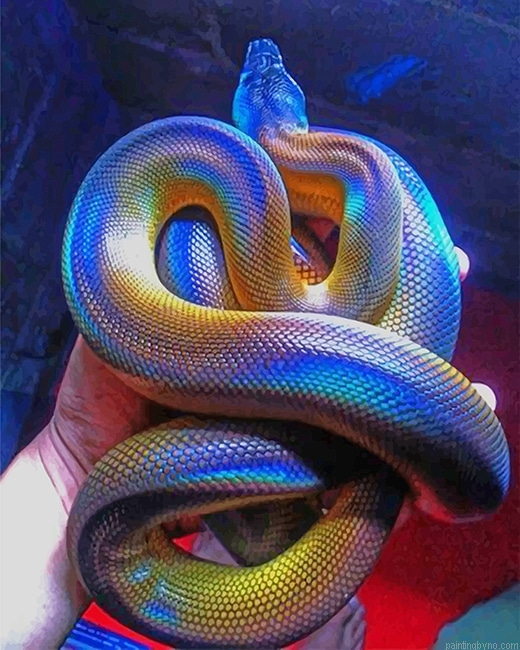 Albertis Python Paint By Number Kit