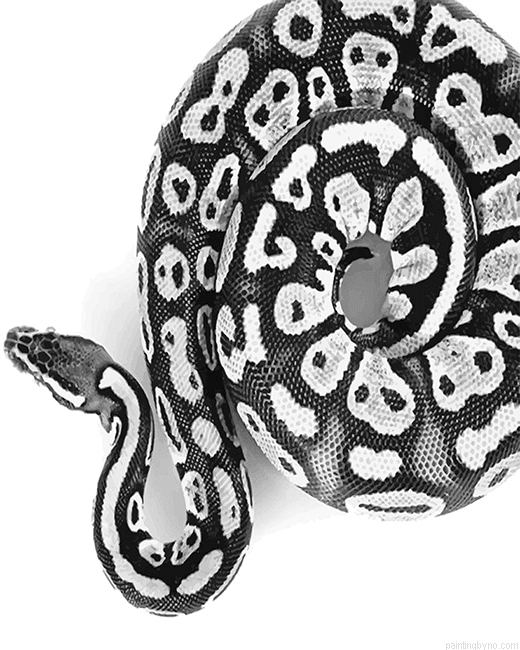 Royal Python Paint By Number Kit