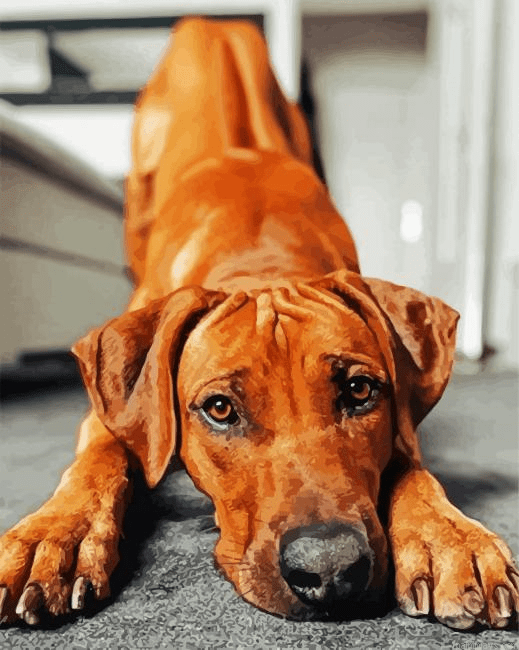 Adorable Ridgeback Painting By Numberss.png