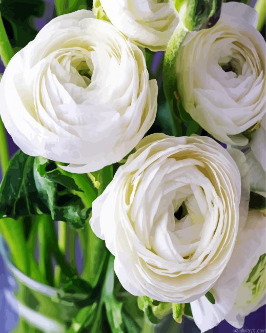 Beautiful White Ranunculus Painting By Numberss.png