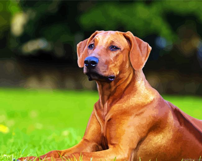 Brown Rhodesian Ridgeback Paint By Numbers