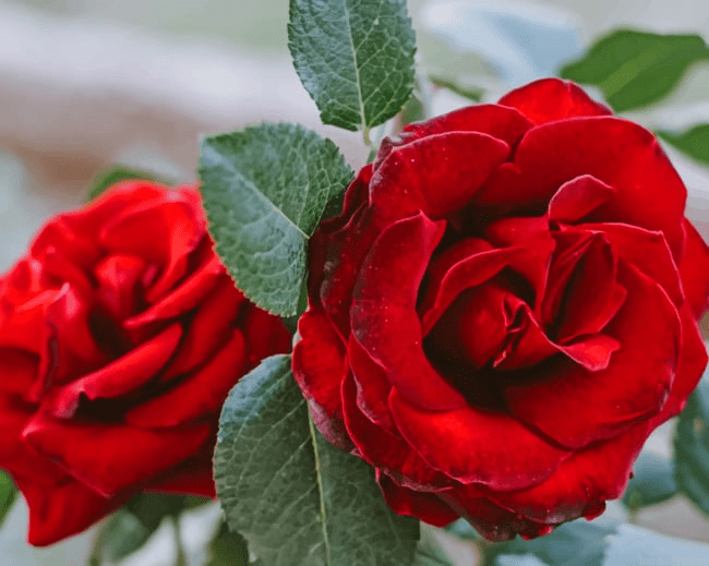 Red Roses In Bloom Flowers Paint By Numbers.png