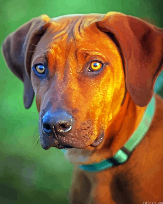 Rhodesian Ridgeback Dog Painting By Numberss.png