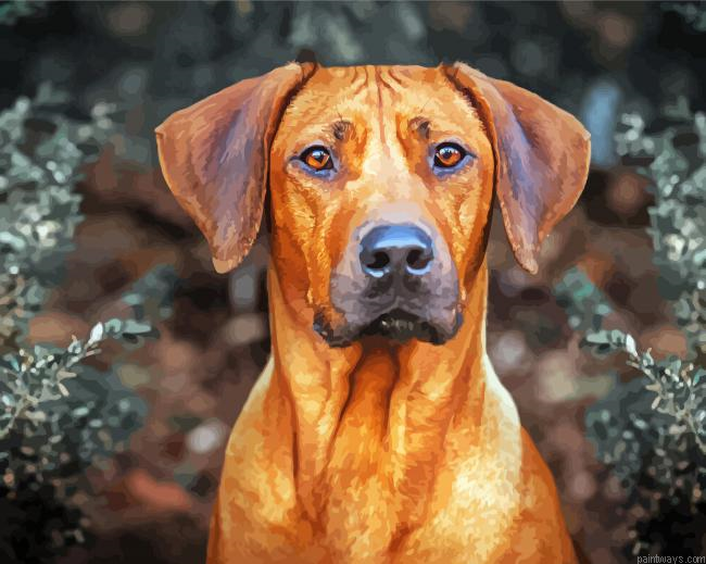 Rhodesian Ridgeback Painting By Numberss.png