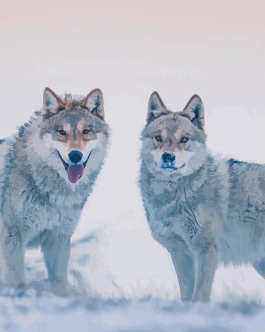 Wolves In Snow New Painting By Numberss.png