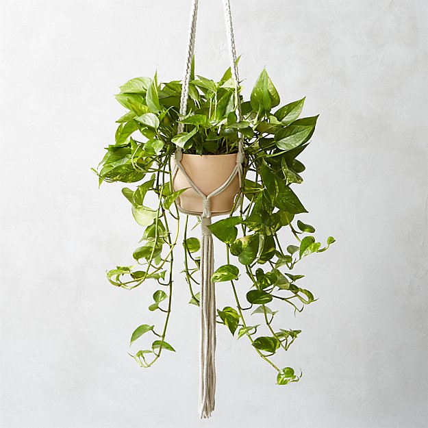 Macrame Plant Hanger