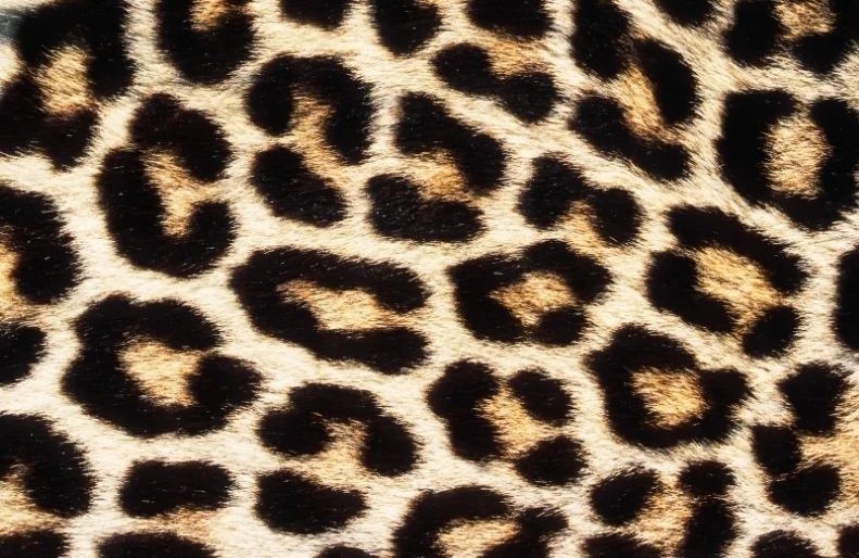 Print may refer to any of the following: Cheetah Vs Leopard Print What S The Difference Paisley Sparrow