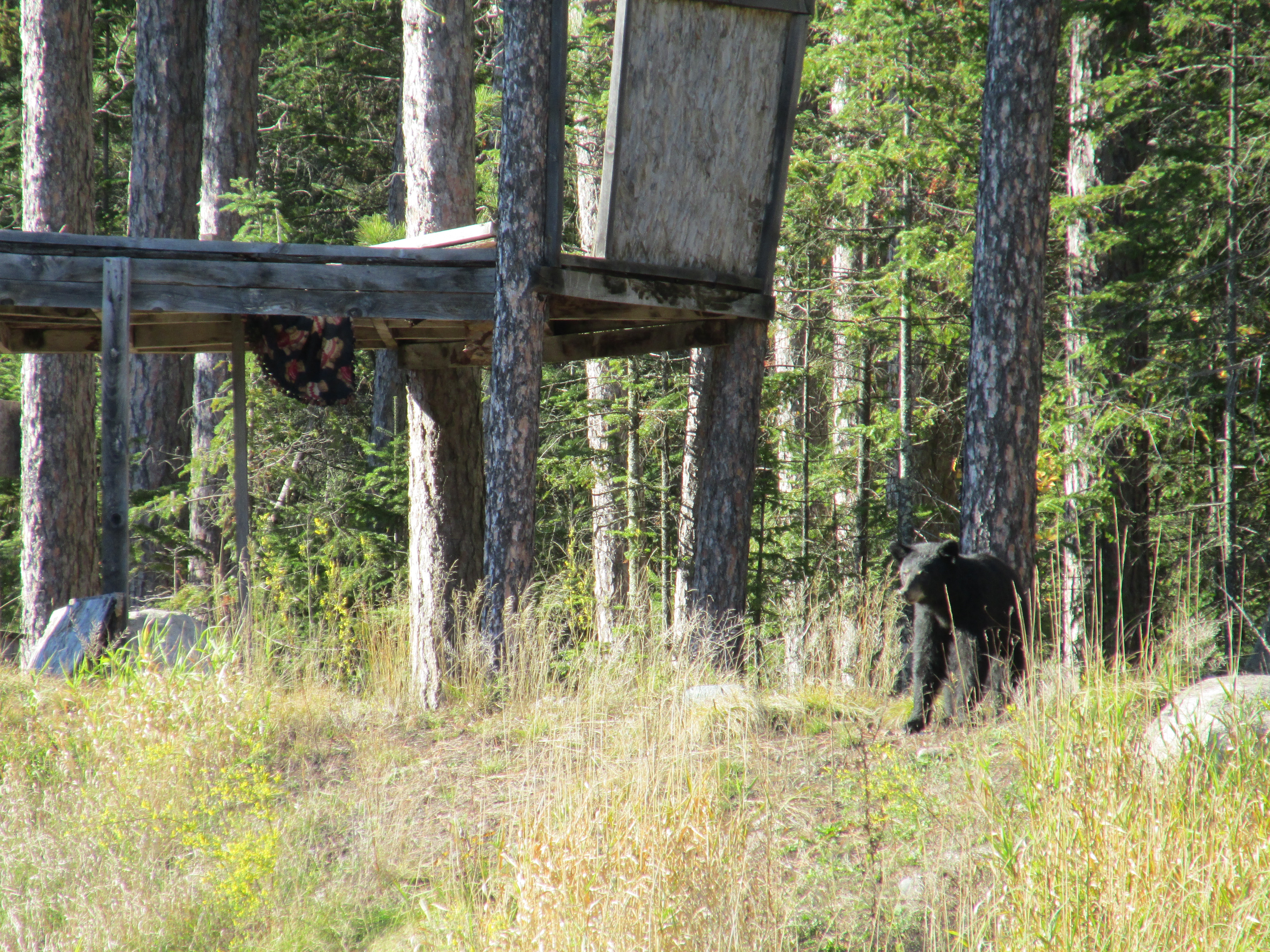 black bear, pajari girls, mn, bear