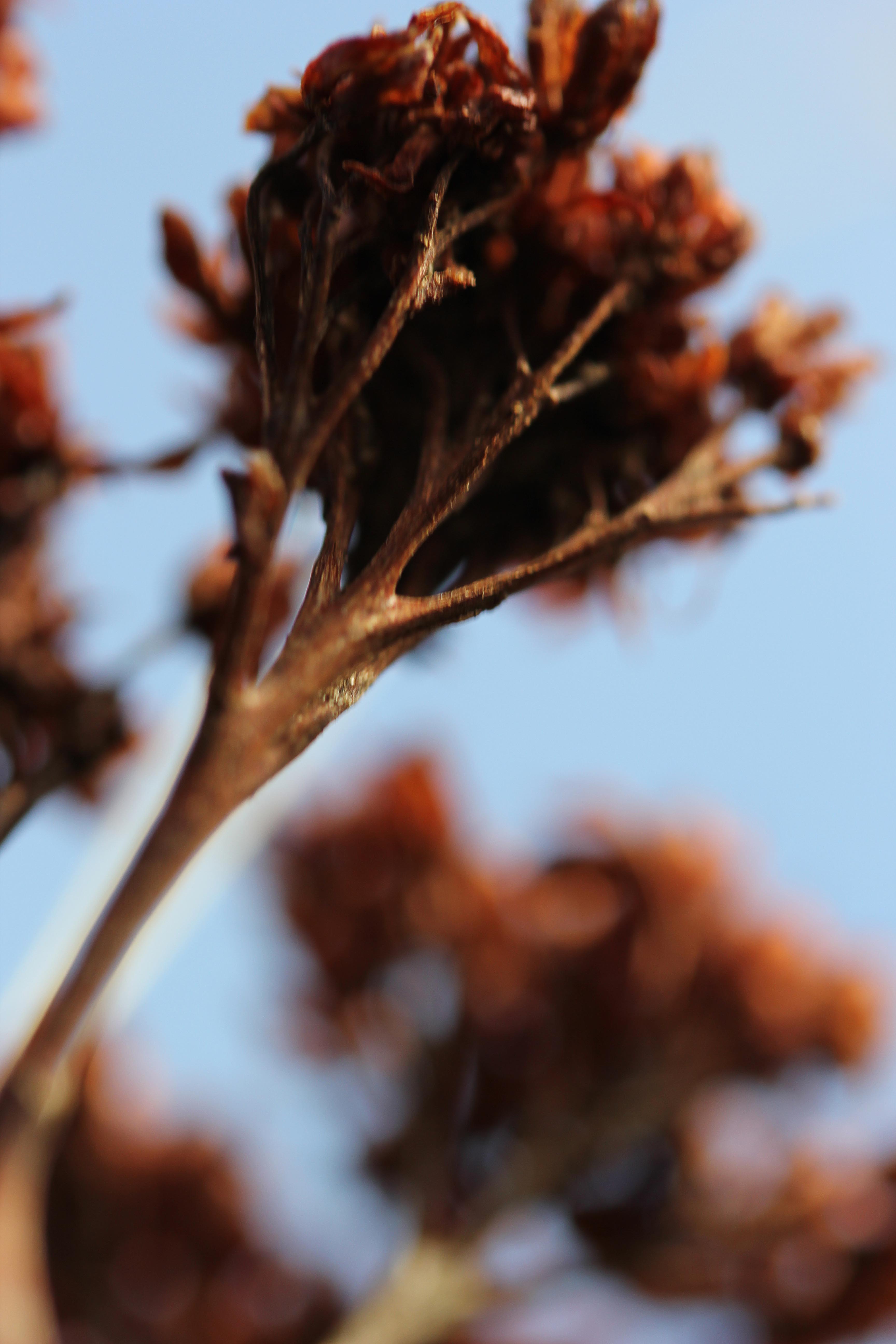 Autumn_flower