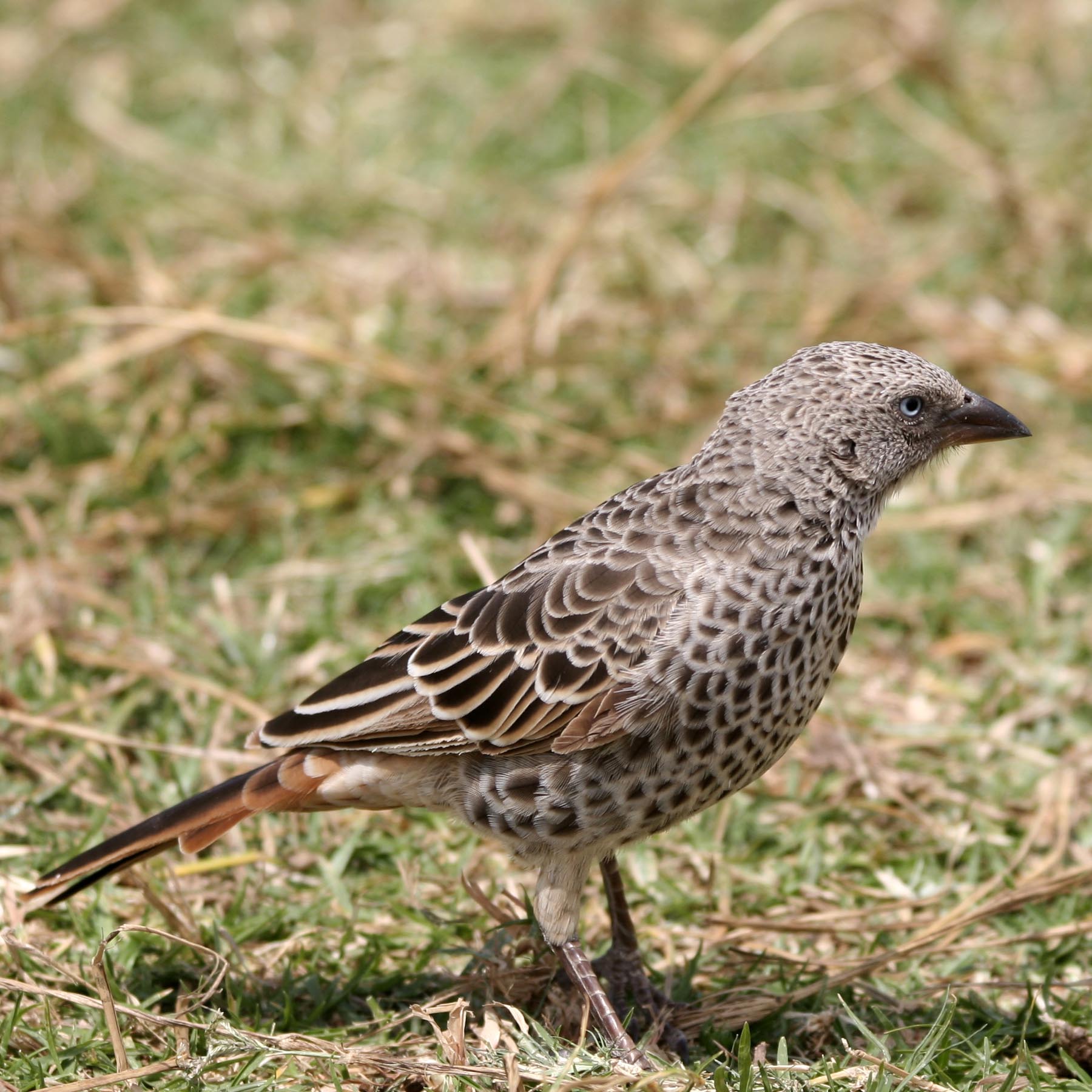 Tanzania_bird