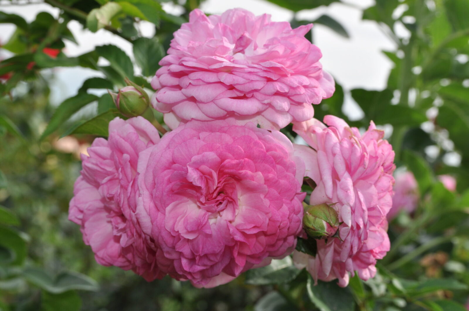 Jasmina™ Arborose® rose - Palatine Fruit & Roses