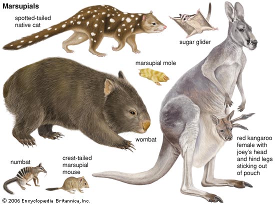 Image result for marsupial
