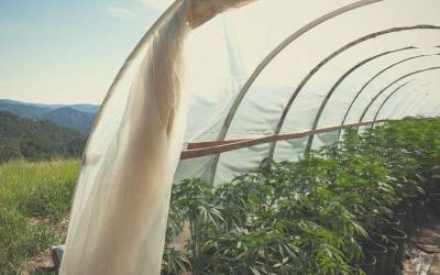 cannabis carini