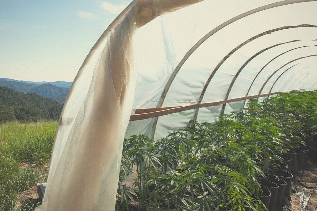 cannabis carini