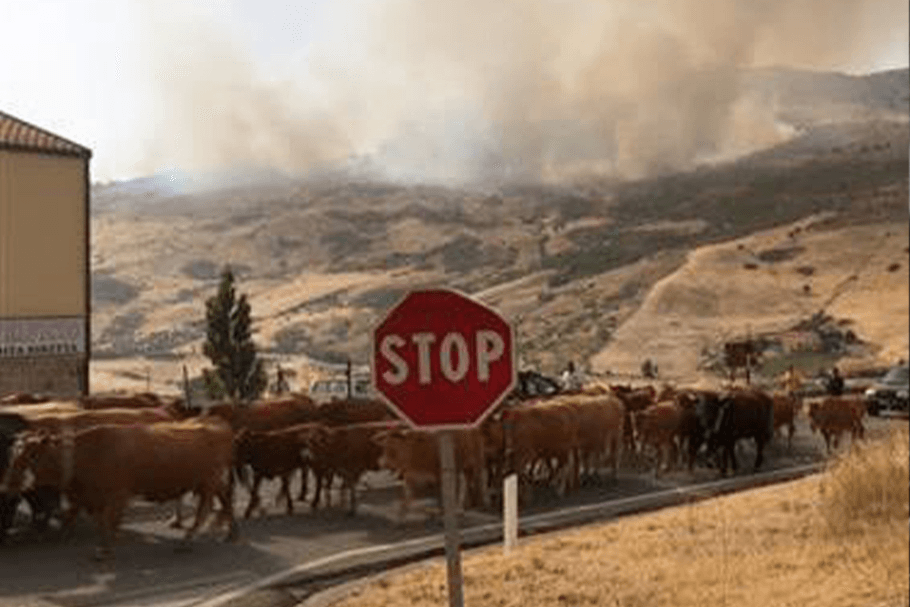 fiamme a petralia